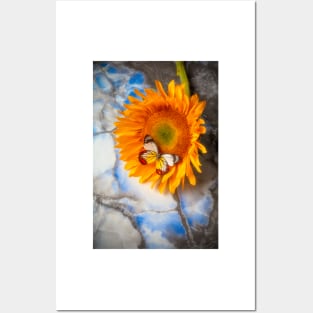 Colorful Butterfly On Sunflower Laying On Marble Posters and Art